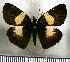  (Potamanaxas paphos - JFDA3567)  @11 [ ] by-nc-sa (2025) Jean F. Le Crom Jean F. Le Crom