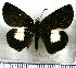  (Potamanaxas latrea tusca - JFDA3571)  @11 [ ] by-nc-sa (2025) Jean F. Le Crom Jean F. Le Crom