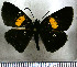  (Potamanaxas flavofasciata - JFDA3575)  @11 [ ] by-nc-sa (2025) Jean F. Le Crom Jean F. Le Crom