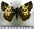  (Potamanaxas quira - JFDA3576)  @11 [ ] by-nc-sa (2025) Jean F. Le Crom Jean F. Le Crom
