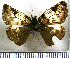  (Potamanaxas perornatus - JFDA3577)  @11 [ ] by-nc-sa (2025) Jean F. Le Crom Jean F. Le Crom