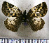  (Potamanaxas serp - JFDA3578)  @11 [ ] by-nc-sa (2025) Jean F. Le Crom Jean F. Le Crom