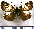  (Potamanaxas andraemon - JFDA3582)  @11 [ ] by-nc-sa (2025) Jean F. Le Crom Jean F. Le Crom