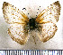  (Hoodus simplex - JFDA3594)  @11 [ ] by-nc-sa (2025) Jean F. Le Crom Jean F. Le Crom