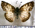  (Hoodus jason - JFDA3595)  @11 [ ] by-nc-sa (2025) Jean F. Le Crom Jean F. Le Crom