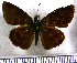  (Echelatus sempiternus simplicior - JFDA3606)  @11 [ ] by-nc-sa (2025) Jean F. Le Crom Jean F. Le Crom