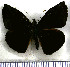  (Ebrietas badia - JFDA3623)  @11 [ ] by-nc-sa (2025) Jean F. Le Crom Jean F. Le Crom