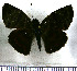  (Ebrietas elaudia - JFDA3626)  @11 [ ] by-nc-sa (2025) Jean F. Le Crom Jean F. Le Crom