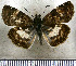  ( - JFDA3650)  @11 [ ] by-nc-sa (2025) Jean F. Le Crom Jean F. Le Crom