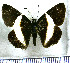  (Milanion unifasciata - JFDA3730)  @11 [ ] by-nc-sa (2025) Jean F. Le Crom Jean F. Le Crom