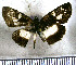  (Milanion hemes - JFDA3731)  @11 [ ] by-nc-sa (2025) Jean F. Le Crom Jean F. Le Crom