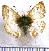  (Canesia leada - JFDA3756)  @11 [ ] by-nc-sa (2025) Jean F. Le Crom Jean F. Le Crom