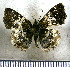  (Diaeus varna - JFDA3760)  @11 [ ] by-nc-sa (2025) Jean F. Le Crom Jean F. Le Crom