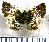  (Diaeus ambata - JFDA3761)  @11 [ ] by-nc-sa (2025) Jean F. Le Crom Jean F. Le Crom