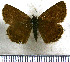  (Zopyrion satyrina - JFDA3764)  @11 [ ] by-nc-sa (2025) Jean F. Le Crom Jean F. Le Crom