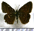  (Zopyrion satyrus - JFDA3765)  @11 [ ] by-nc-sa (2025) Jean F. Le Crom Jean F. Le Crom