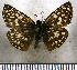  (Burnsius brenda - JFDA3771)  @11 [ ] by-nc-sa (2025) Jean F. Le Crom Jean F. Le Crom