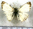  (Heliopetes nivella - JFDA3775)  @11 [ ] by-nc-sa (2025) Jean F. Le Crom Jean F. Le Crom