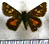  (Dalla genes - JFDA3797)  @11 [ ] by-nc-sa (2025) Jean F. Le Crom Jean F. Le Crom