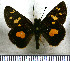  (Dalla xantha - JFDA3801)  @11 [ ] by-nc-sa (2025) Jean F. Le Crom Jean F. Le Crom