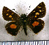  (Dalla quasca - JFDA3802)  @11 [ ] by-nc-sa (2025) Jean F. Le Crom Jean F. Le Crom