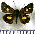  (Dalla eryonas - JFDA3805)  @11 [ ] by-nc-sa (2025) Jean F. Le Crom Jean F. Le Crom