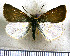  (Dalla semiargentea - JFDA3824)  @11 [ ] by-nc-sa (2025) Jean F. Le Crom Jean F. Le Crom