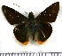  (Perichares deceptus fulvimargo - JFDA3834)  @11 [ ] by-nc-sa (2025) Jean F. Le Crom Jean F. Le Crom