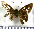  (Perichares deceptus drina - JFDA3837)  @11 [ ] by-nc-sa (2025) Jean F. Le Crom Jean F. Le Crom