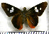  (Perichares colenda - JFDA3844)  @11 [ ] by-nc-sa (2025) Jean F. Le Crom Jean F. Le Crom
