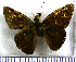  (Perichares butus - JFDA3847)  @11 [ ] by-nc-sa (2025) Jean F. Le Crom Jean F. Le Crom