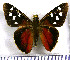  (Perichares haworthiana - JFDA3852)  @11 [ ] by-nc-sa (2025) Jean F. Le Crom Jean F. Le Crom
