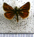 (Ancyloxypha melanoneura - JFDA3859)  @11 [ ] by-nc-sa (2025) Jean F. Le Crom Jean F. Le Crom