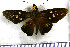  (Aides dysoni - JFDA3958)  @11 [ ] by-nc-sa (2025) Jean F. Le Crom Jean F. Le Crom