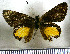  (Falga jacta - JFDA3967)  @11 [ ] by-nc-sa (2025) Jean F. Le Crom Jean F. Le Crom
