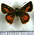  (Wahydra subhebetis - JFDA3986)  @11 [ ] by-nc-sa (2025) Jean F. Le Crom Jean F. Le Crom