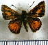  (Wahydra kenava - JFDA3987)  @11 [ ] by-nc-sa (2025) Jean F. Le Crom Jean F. Le Crom