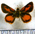  (Pheraeus odilia epidius - JFDA3998)  @11 [ ] by-nc-sa (2025) Jean F. Le Crom Jean F. Le Crom