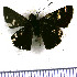  (Mnasitheus boyaca - JFDA4033)  @11 [ ] by-nc-sa (2025) Jean F. Le Crom Jean F. Le Crom