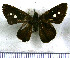  (Phanes abaris - JFDA4038)  @11 [ ] by-nc-sa (2025) Jean F. Le Crom Jean F. Le Crom