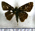  (Cymaenes loxa - JFDA4063)  @11 [ ] by-nc-sa (2025) Jean F. Le Crom Jean F. Le Crom