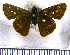  (Vehilius stictomenes - JFDA4073)  @11 [ ] by-nc-sa (2025) Jean F. Le Crom Jean F. Le Crom