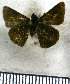  (Saturnus jaguar - JFDA4099)  @11 [ ] by-nc-sa (2025) Jean F. Le Crom Jean F. Le Crom