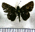  (Mnasinous - JFDA4106)  @11 [ ] by-nc-sa (2025) Jean F. Le Crom Jean F. Le Crom