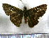  (Cobalopsis autumna - JFDA4116)  @11 [ ] by-nc-sa (2025) Jean F. Le Crom Jean F. Le Crom