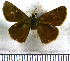  (Cobalopsis valerius - JFDA4117)  @11 [ ] by-nc-sa (2025) Jean F. Le Crom Jean F. Le Crom