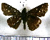  (Cobalopsis similis - JFDA4119)  @11 [ ] by-nc-sa (2025) Jean F. Le Crom Jean F. Le Crom