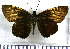  (Dion carmenta - JFDA4136)  @11 [ ] by-nc-sa (2025) Jean F. Le Crom Jean F. Le Crom