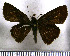  (Phlebodes - JFDA4149)  @11 [ ] by-nc-sa (2025) Jean F. Le Crom Jean F. Le Crom
