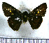  (Cantha eteocla - JFDA4152)  @11 [ ] by-nc-sa (2025) Jean F. Le Crom Jean F. Le Crom